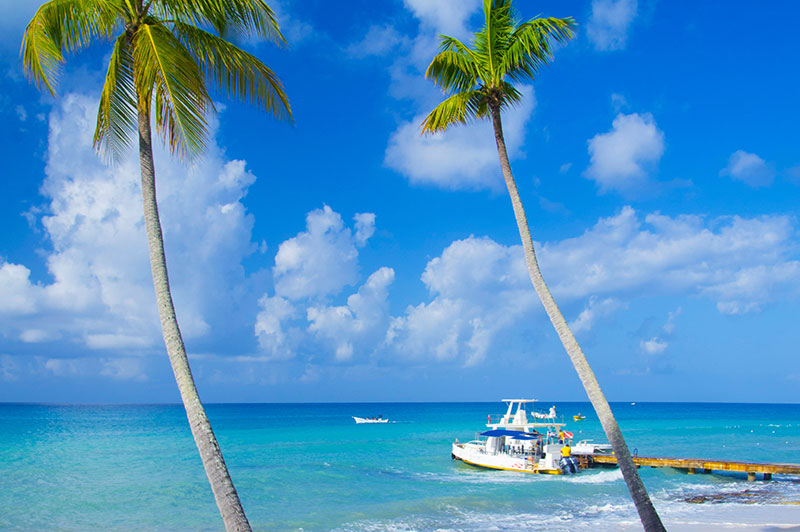 Palm trees near a boat dock | Sebastus Sailing